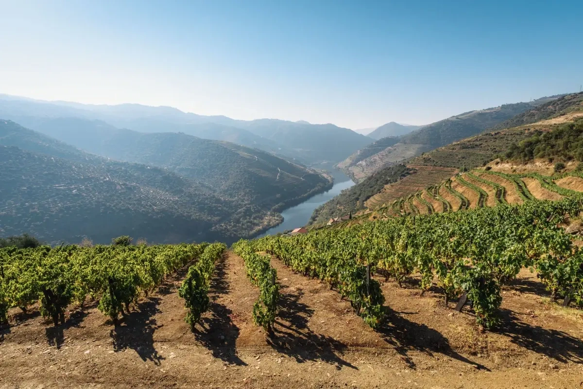 Vild med portvin? Tag på kør-selv-ferie til Portugal og nyd vinen i autentiske omgivelser. 7 tips til at få den bedste tur